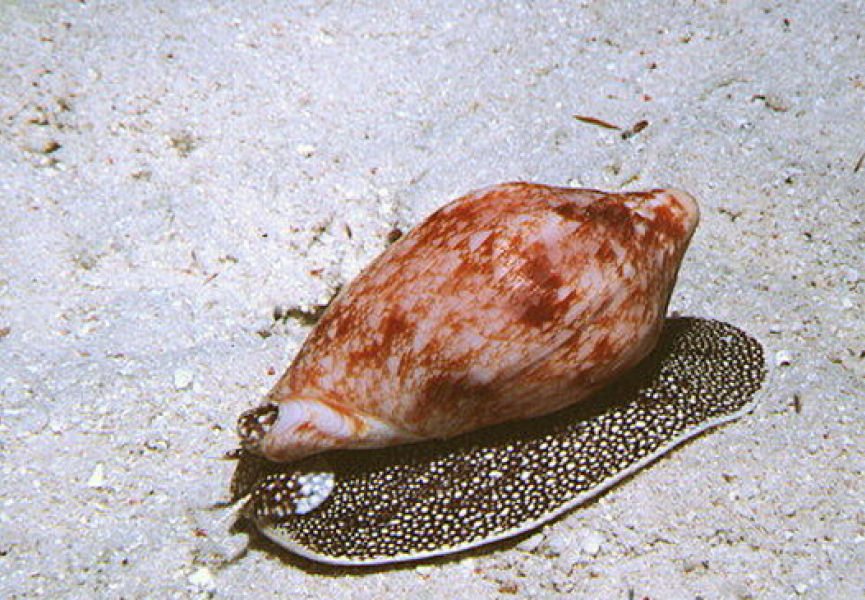 Для производства яда морские конусы создали второй кишечник