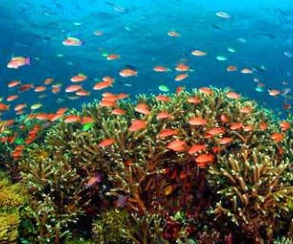 Коралловые рифы находятся на грани исчезновения