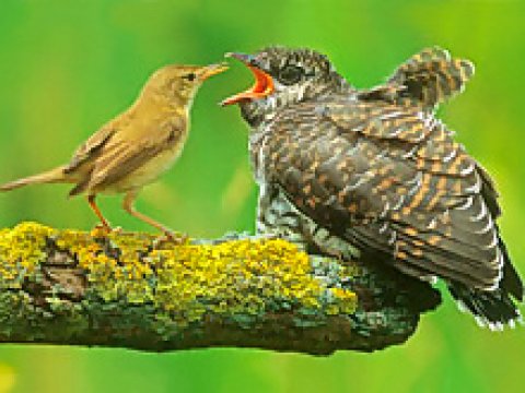 Описана эволюционная гонка кукушек с другими птицами