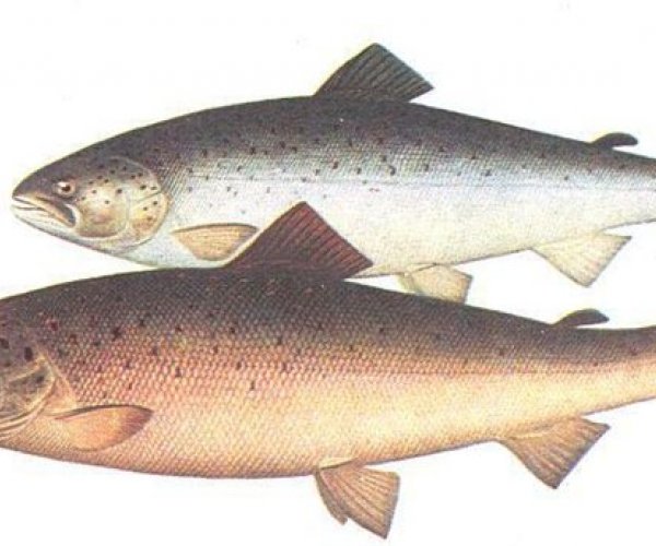 Американские биотехнологи создали генномодифицированного лосося