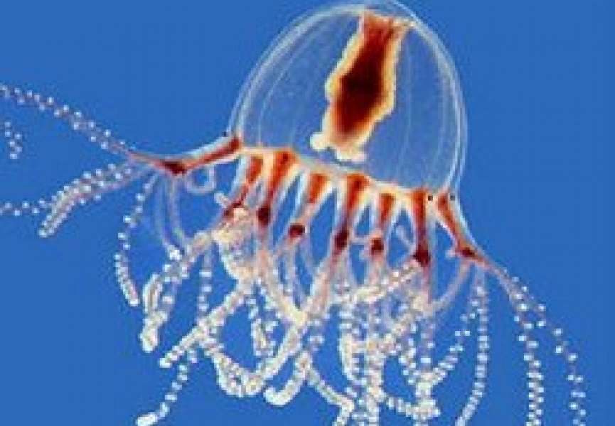 Биологи подтвердили общее происхождение глаз у животных на примере медуз