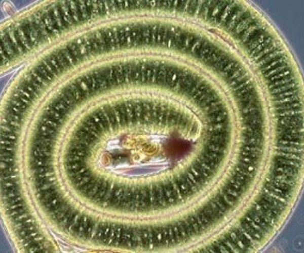 Дышащих азотом микробов обнаружили в Тихом океане