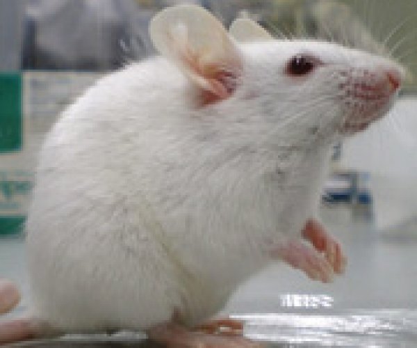 Теорию эволюции помогли дополнить мыши-мутанты