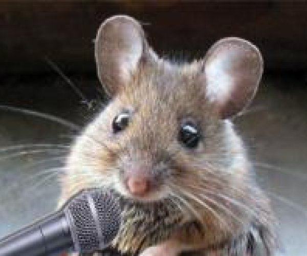 Ученые считают, что мыши умеют петь