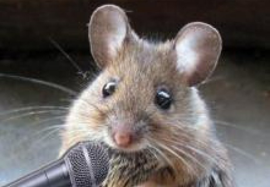 Ученые считают, что мыши умеют петь