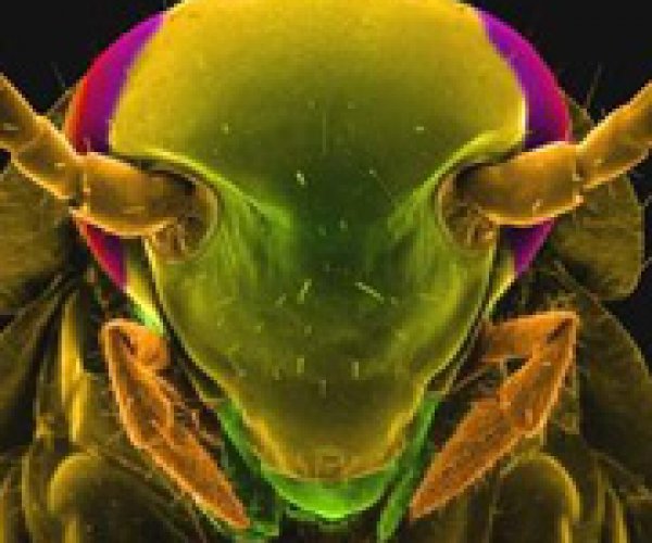 В организме некоторых насекомых найдны молекулы антибиотиков