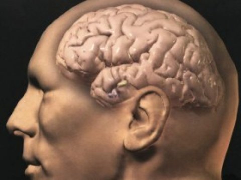 Исследователи установили пик мозговой активности человека