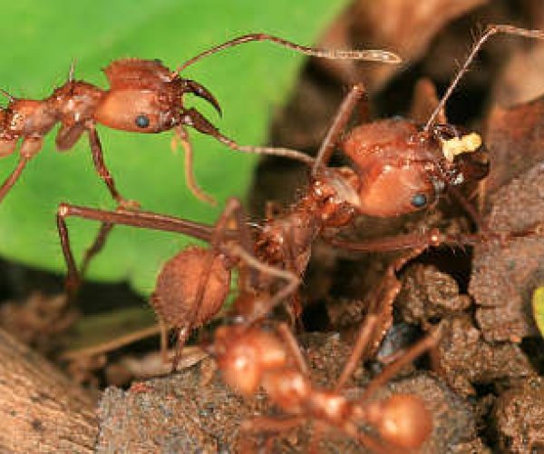 Опытные агрономы - муравьи