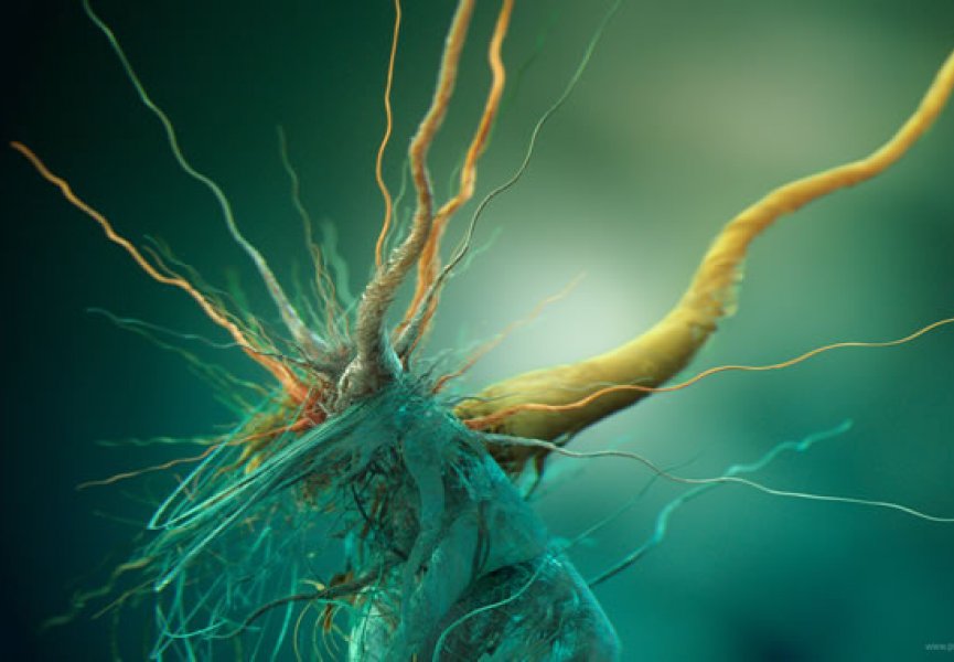 Нервные клетки имеют свойство восстанавливаться