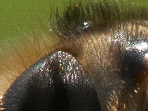 Искуственный пчелиный глаз позволит лучше понять зрение насекомых