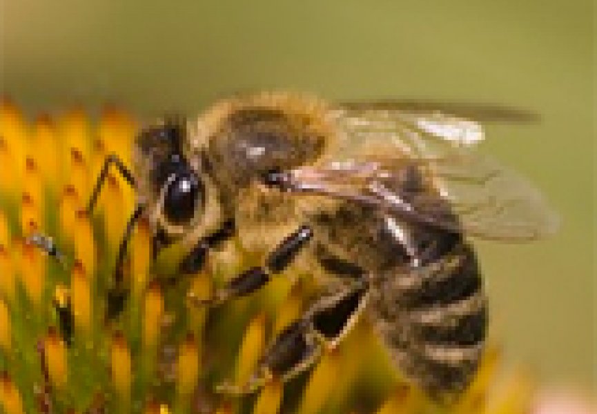 Ученые нашли виновных в массовой гибели пчел