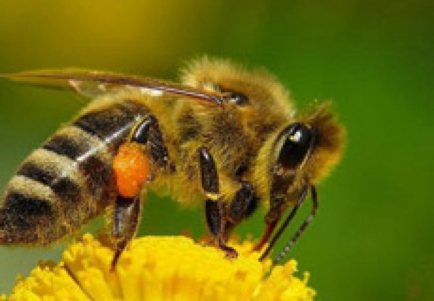 Пчелы оказались любителями кофеина и никотина