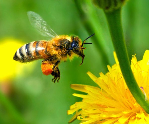 Феромоны помогают пчелам процветать