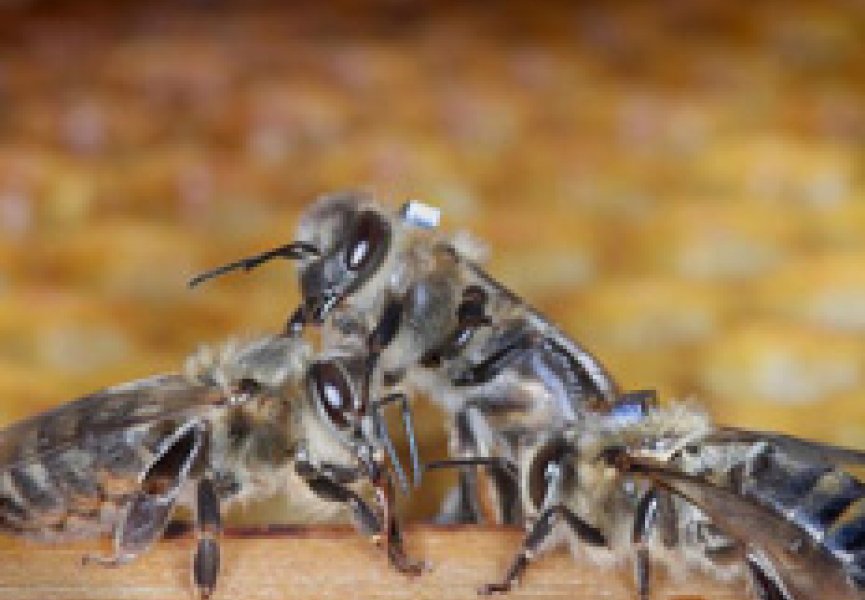 Ученые раскрывают пчелиные секреты