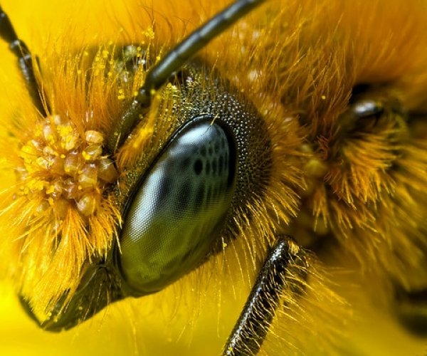 Дикие пчелы являются носителями вируса, заражающего домашних пчел