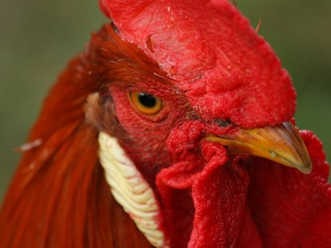 Ученым удалось вывести кур, которые не являются переносчиками птичьего гриппа
