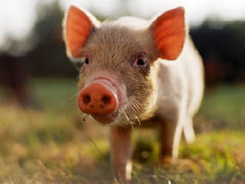 Свиньи могут понимать принцип действия и использовать зеркала