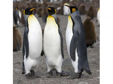 Пингвины становятся гомосексуалистами вынужденно