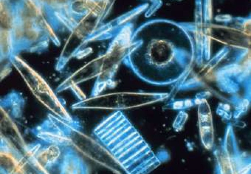 Измерена скорость исчезновения планктона