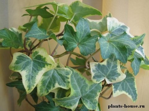 Комнатные растения - самый дешевый способ очистки воздуха в помещении
