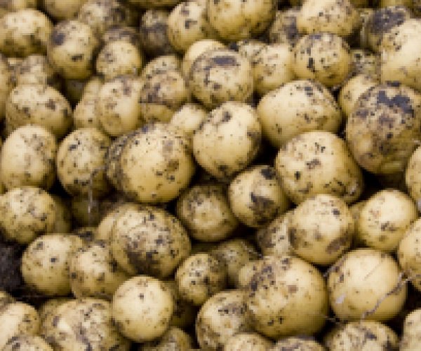 Ученые вывели генетически модифицированные сорта картофеля с повышенным содержанием белка