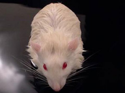 Переливание мозга от мыши к крысе спасет людей от инсультов