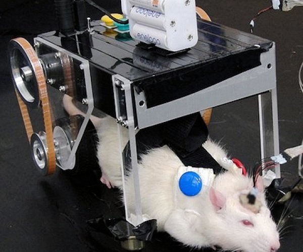 Крысомобиль - новая разработка Токийских ученых