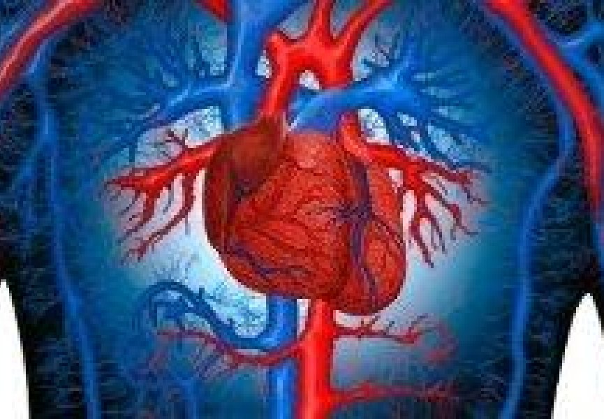 Ученые доказали возможность саморегенрации сердца