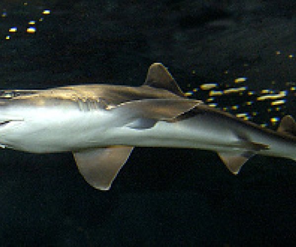 Учёные изучили обоняние акул