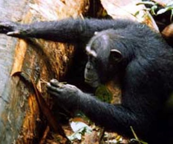 Шимпанзе изобрели деревянный "сервиз" для поедания муравьев