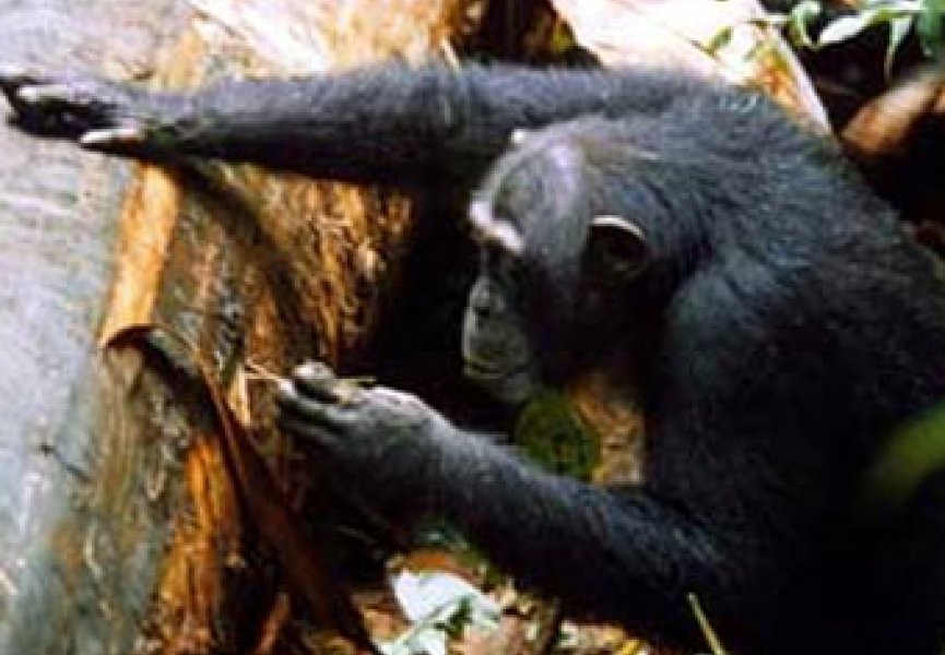 Шимпанзе изобрели деревянный 