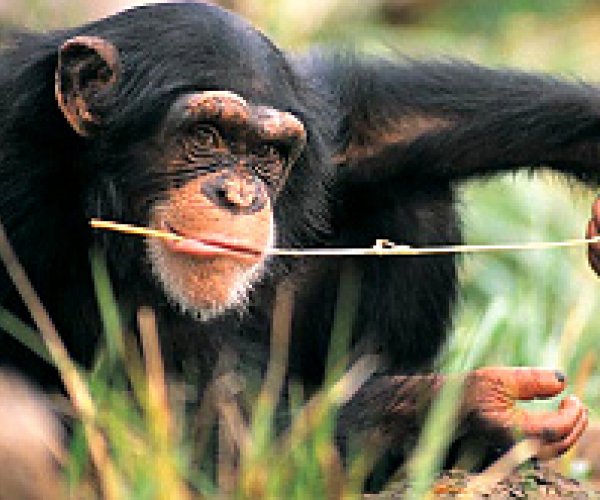 Гвинейские шимпанзе научились обезвреживать охотничьи ловушки