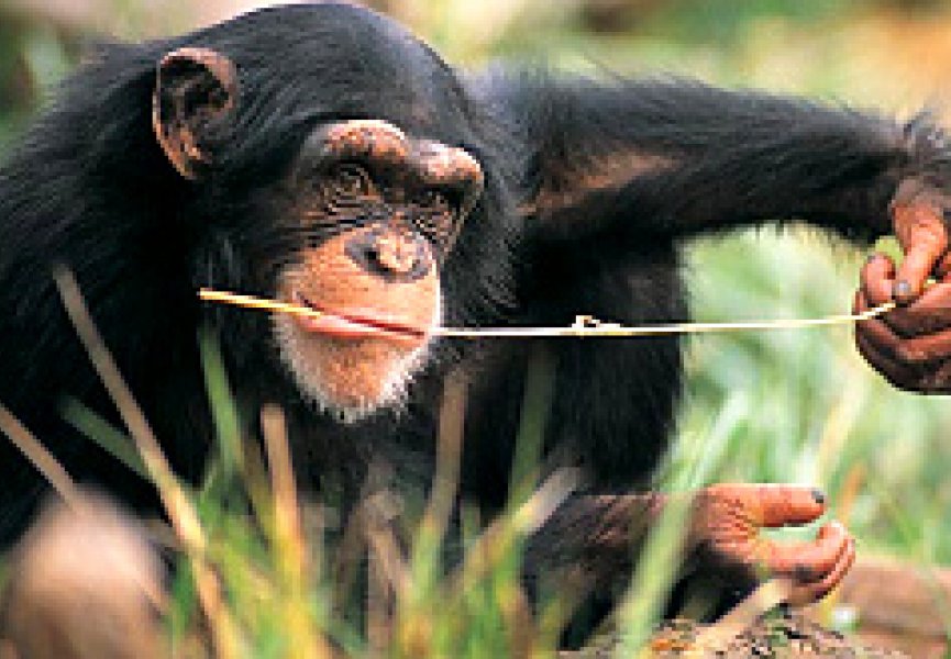 Гвинейские шимпанзе научились обезвреживать охотничьи ловушки