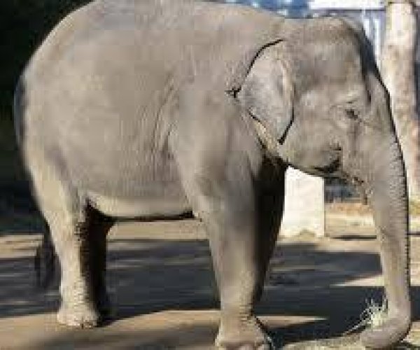 Слон - уникальное транспортное средство животного мира