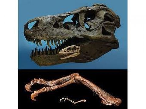 А существовали ли крошечные тираннозавры?