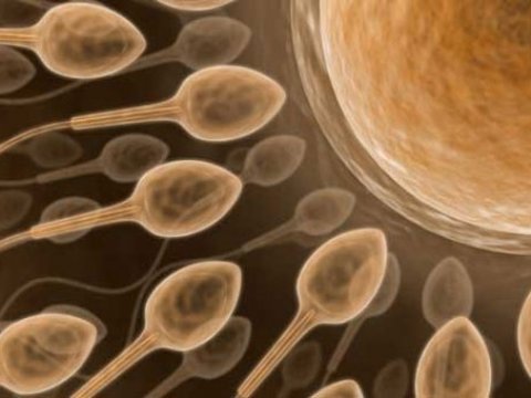 Ген, отвечающий за производтво спермы, почти одинаков у людей и животных