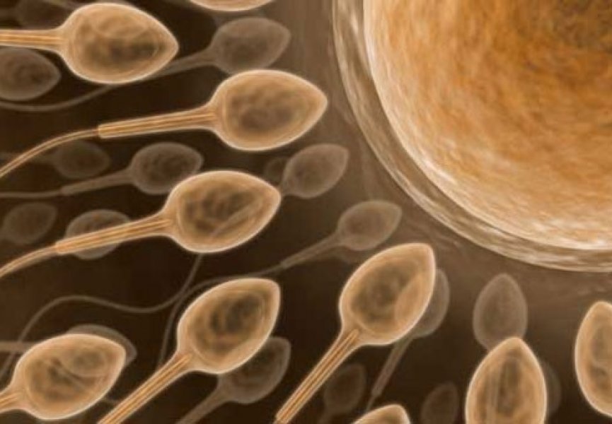 Ген, отвечающий за производтво спермы, почти одинаков у людей и животных