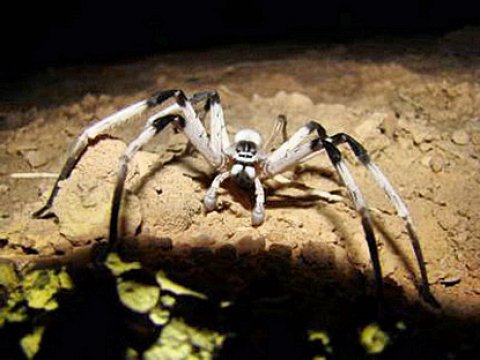 В Израиле обнаружен новый вид больших пауков