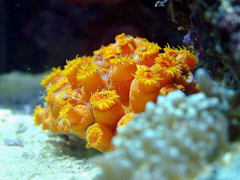 Коралловые полипы ориуентируются на шумы при поиске жилища