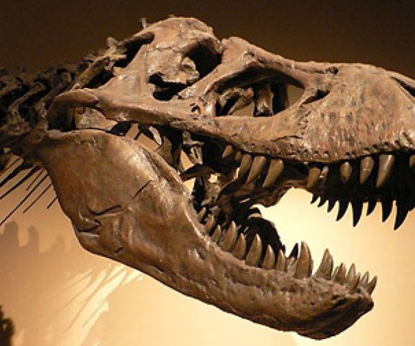 Тираннозавры погибли от венерических заболеваний