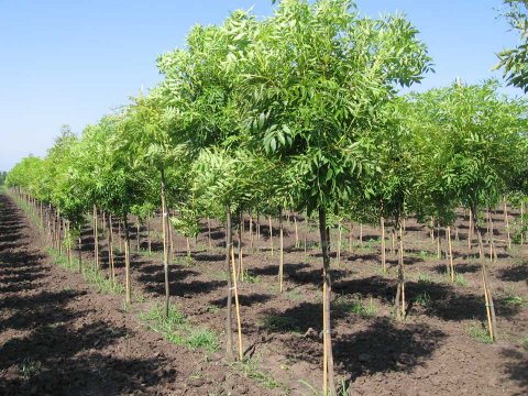 Ученые СО РАН вывели быстрорастущие деревья