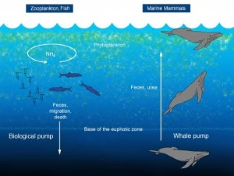 Китовые экскременты играют важную роль в экосистеме океана