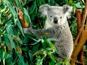 0-koala.jpg