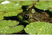1-frog-in-pond.jpg
