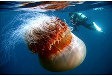 Ученые предсказывают захват Мирового океана медузами.