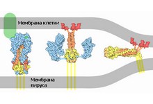 Гемагглютинин в действии: сначала он связывает сахара (зелёный цвет), затем молекула разворачивается, и с помощью слитного пептида (красный) вирус закрепляется на мембране клетки, после чего связи ещё больше укрепляются (иллюстрация с сайта wikimedia.org)
