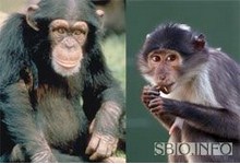 Шимпанзе обыкновенный и дымчатый мангобей