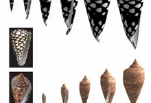 Ещё две компьютерные раковины, выращенные способом Биттайгера, Остера и Ирментраута, оказались идентичны реальным ядовитым моллюскам: мраморному конусу (Conus marmoreus, вверху) и Conus gloriamaris (внизу). Настоящие раковины показаны на врезках