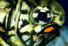 Две калоритные «фары» на нижней челюсти рыбы Monocentris japonica, заселенные V. fischeri, помогают ей охотиться в темноте. Фото с сайта flickr.com