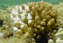 Обесцвечивание коралла Pocillopora вызвано утерей симбиотических водорослей. Фото с сайта www.pifsc.noaa.gov
